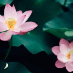Why are lotuses used for spiritual activities?