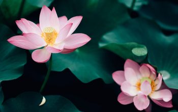 Why are lotuses used for spiritual activities?